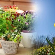 Consejos cuidar las plantas en verano
